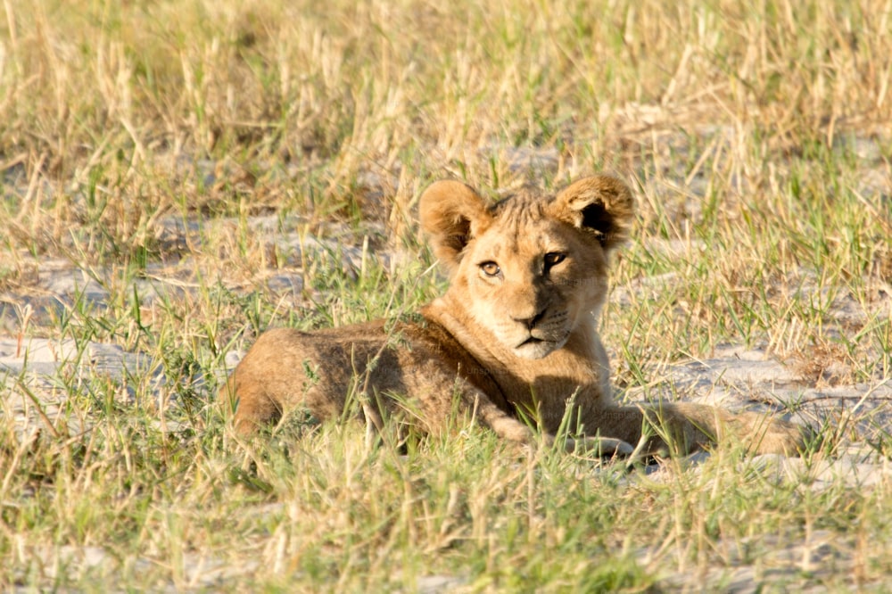 Lion in the bush veld