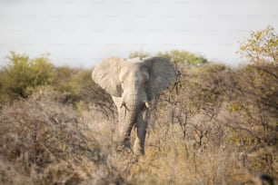 Toro elefante nel Parco Nazionale di Etosha.
