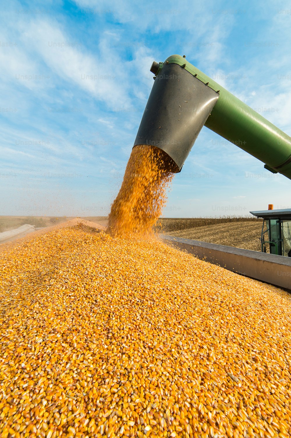 Pouring soy bean into tractor trailer