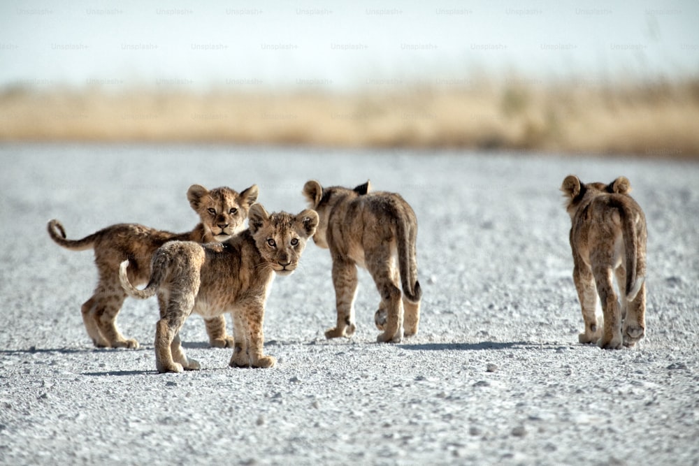 Lion cubs walk down a road