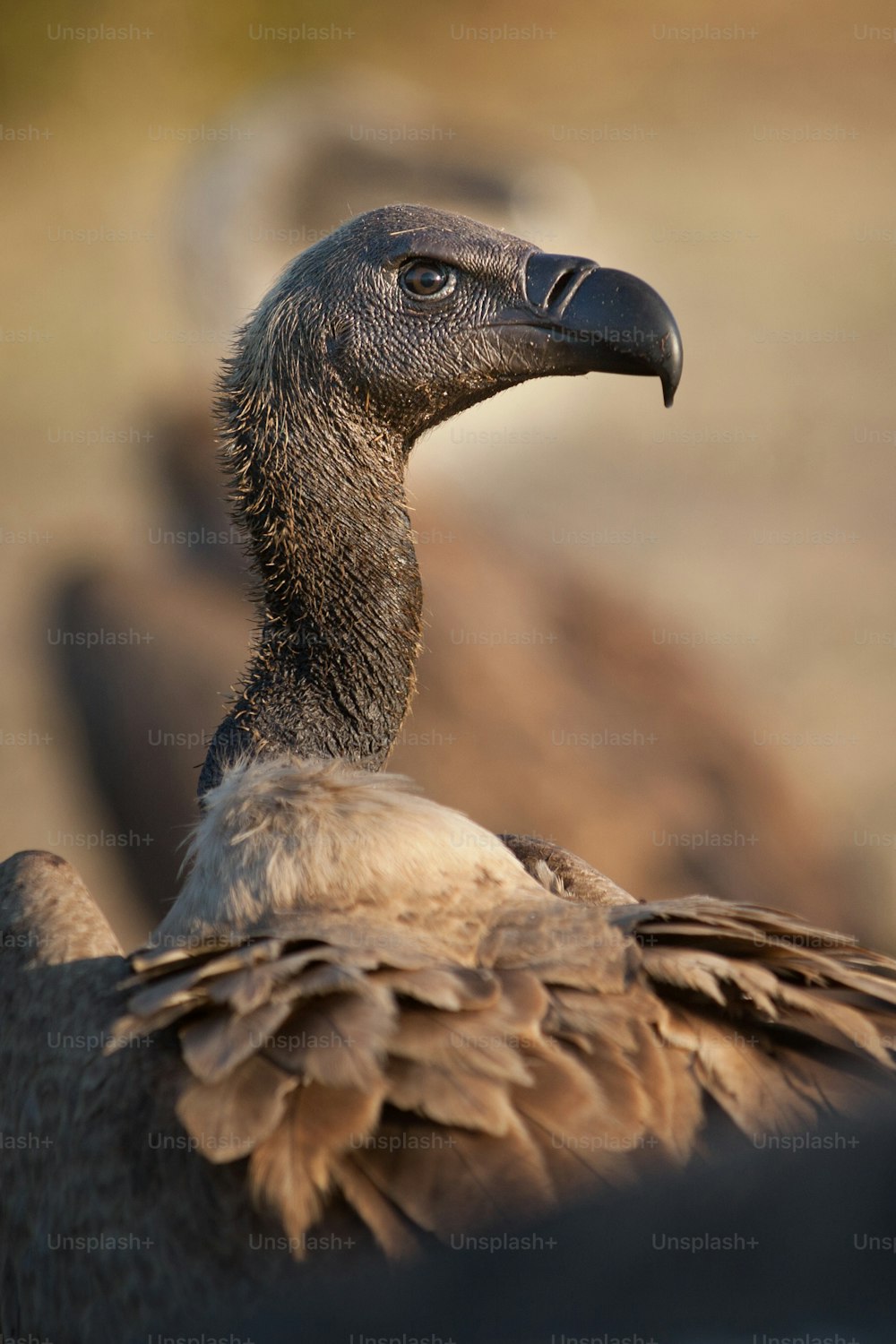 Close up de um abutre