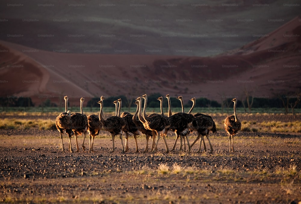 group of young ostriches