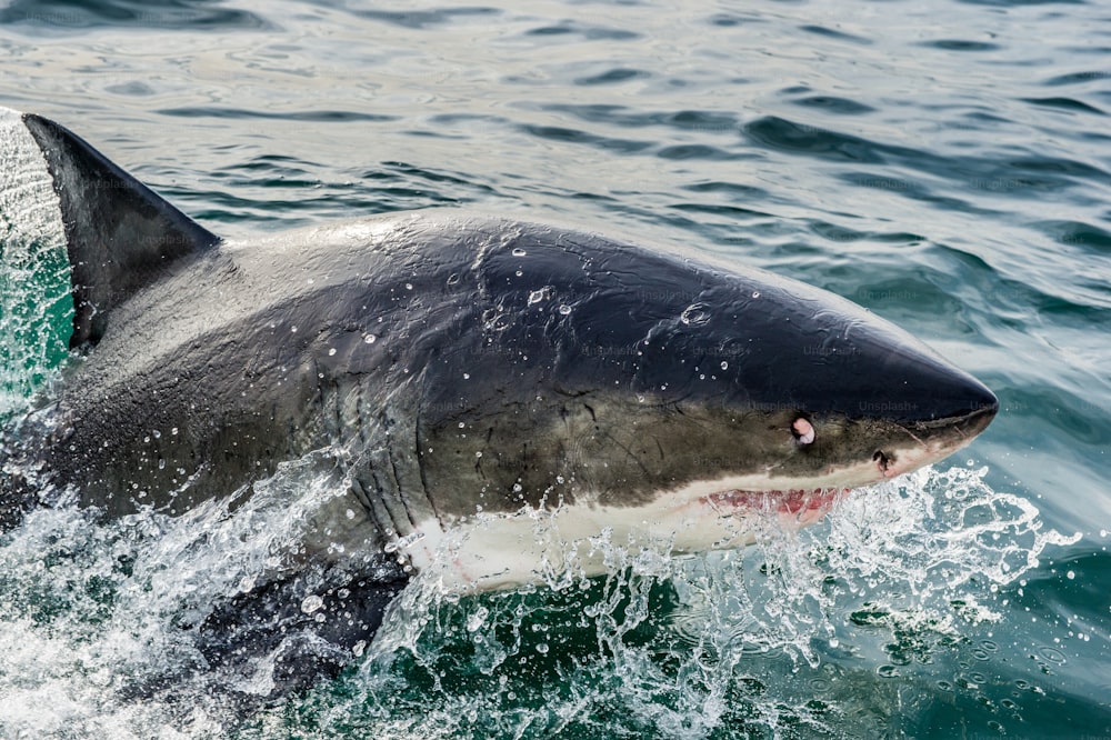 Weißer Hai (Carcharodon carcharias) im Meerwasser ein Angriff. Jagd auf einen Weißen Hai (Carcharodon carcharias). Südafrika