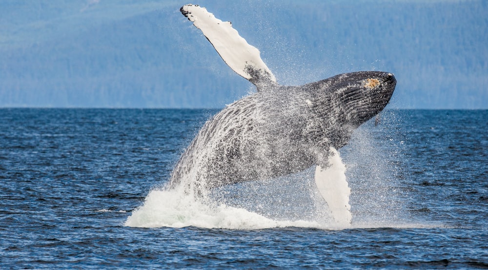 ジャンプするザトウクジラ。チャタム海峡エリア。アラスカ州。米国。素晴らしいイラストです。