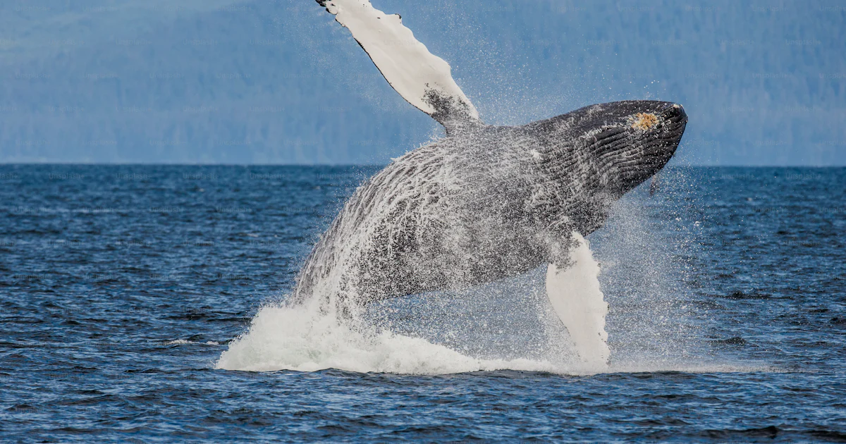 Springender Foto zum Thema Springender Buckelwal. Chatham Strait Gebiet. Alaska ...