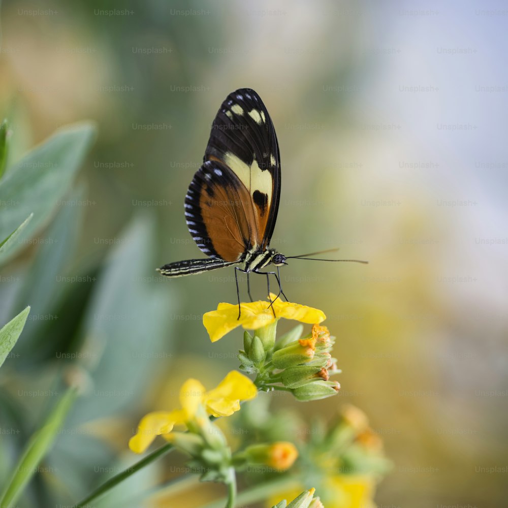 Hermoso insecto mariposa en flor amarilla vibrante