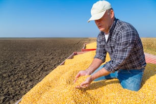 Farmer showing harvested corn maize grains during harvest
