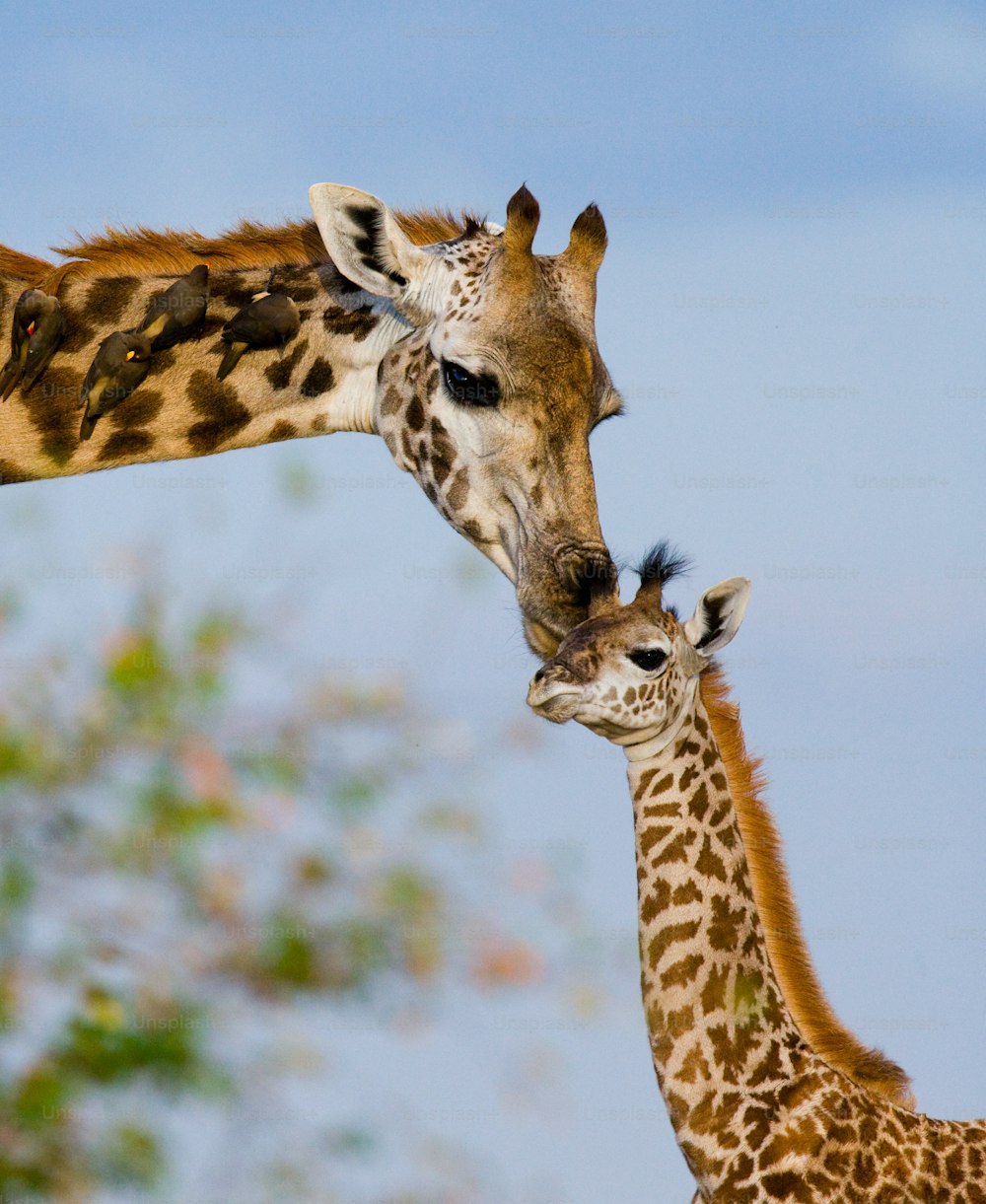 Giraffa femmina con un cucciolo nella savana. Kenia. Tanzania. Africa orientale. Un'ottima illustrazione.