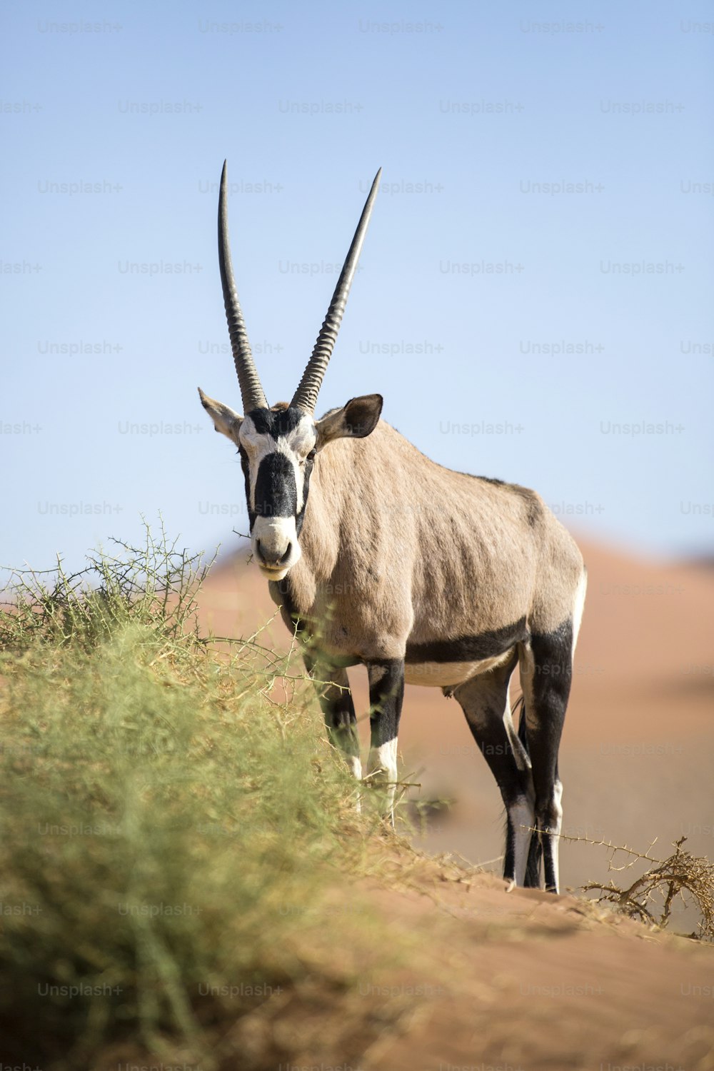 Gemsbok in the sand dunes of Sossusvlei.