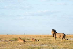 Lion dans le veld de brousse