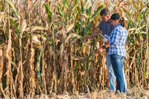 Agricultural expert inspecting quality of ripe corn