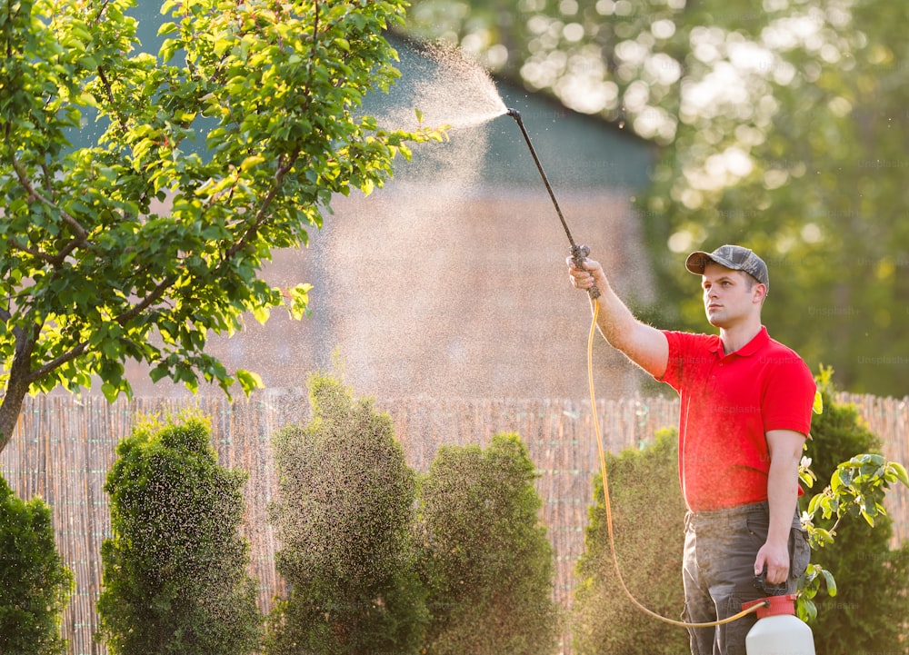 Jardinero aplicando un fertilizante insecticida a sus arbustos frutales, usando un rociador