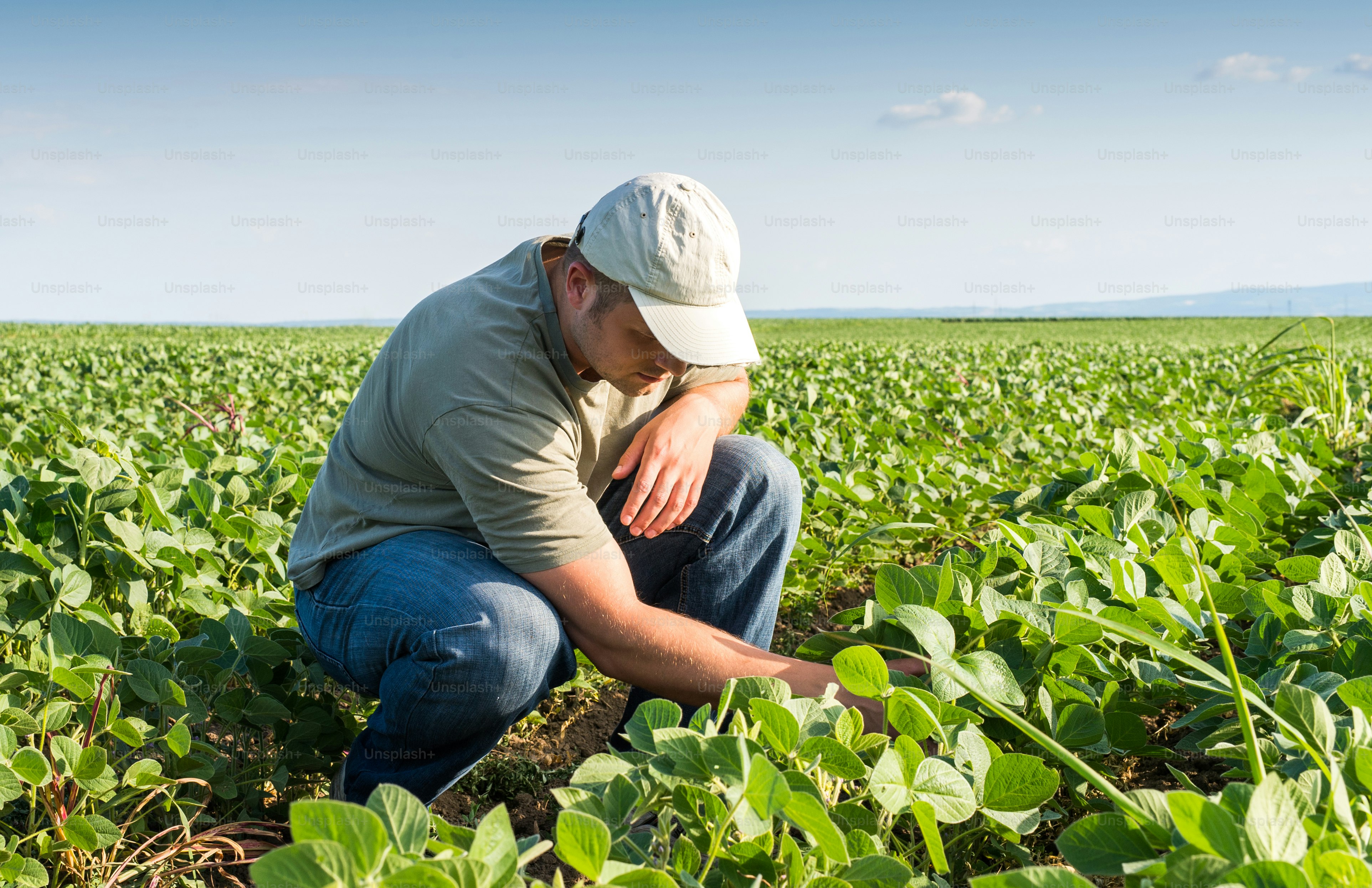 Young farmer in soybean fields