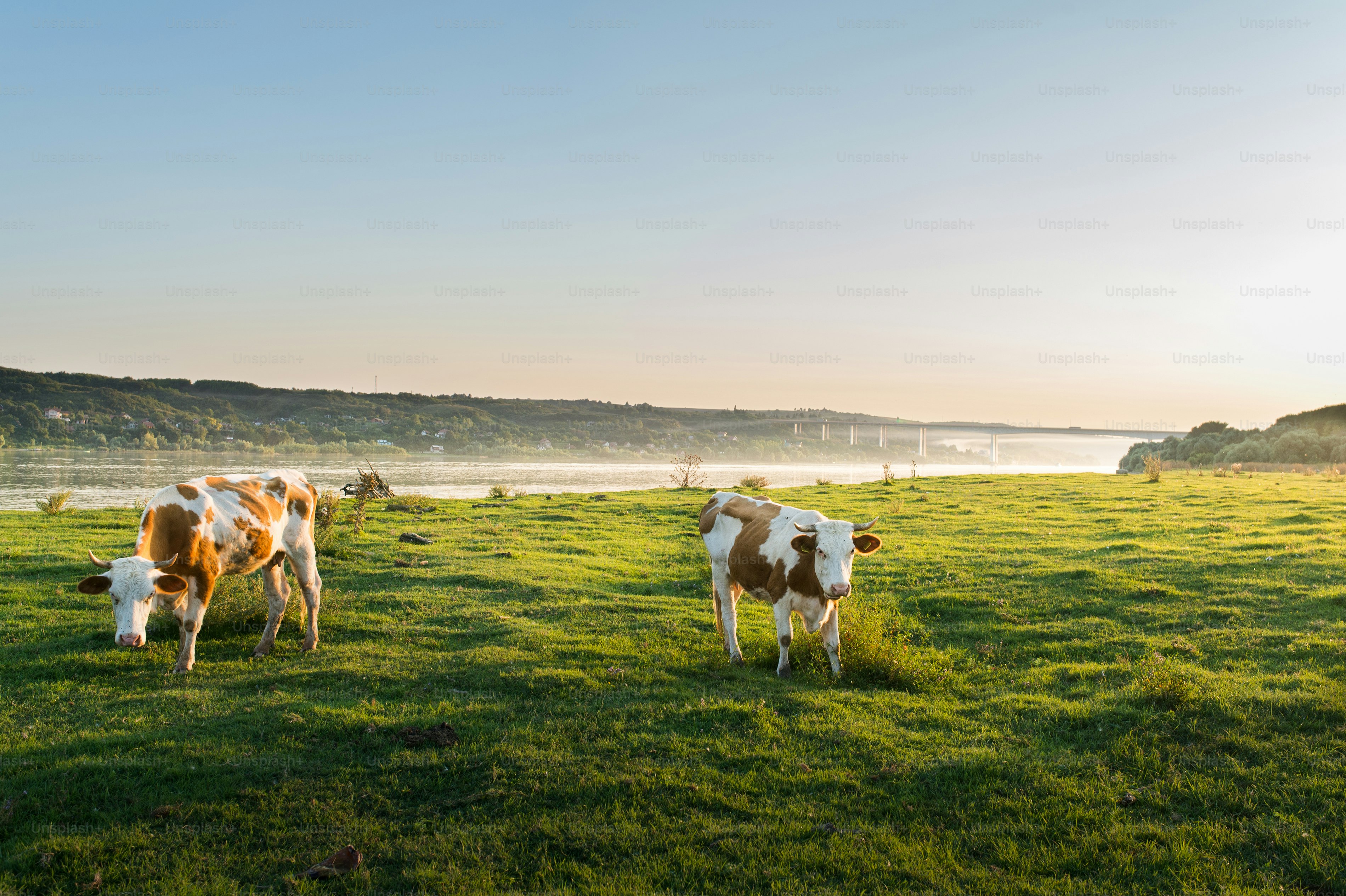 Livestocks grazing during sunset in an idyllic valley