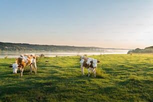 Livestocks grazing during sunset in an idyllic valley