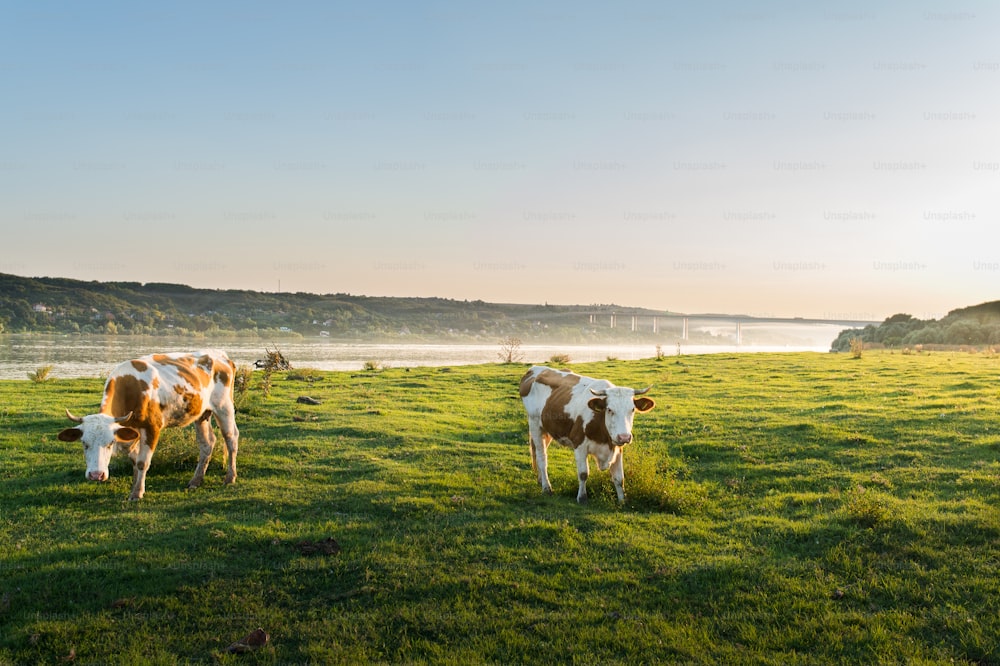 Livestocks grazing during sunset in an idyllic valley