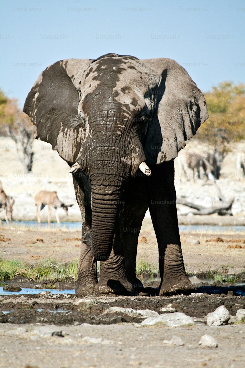 진흙에서 목욕하는 코끼리
