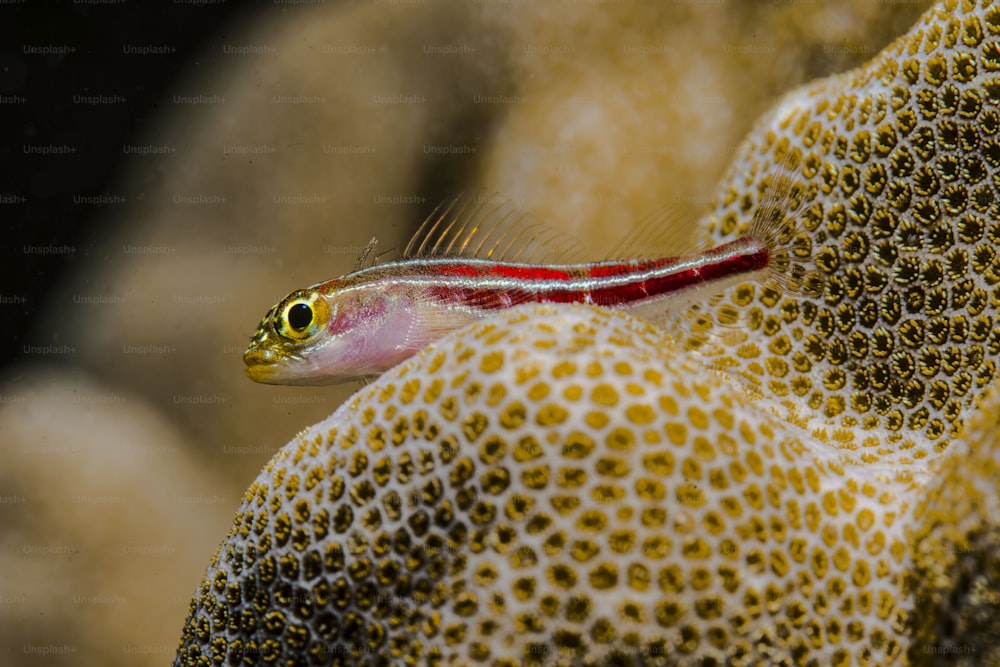 A goby in Lembeh, 