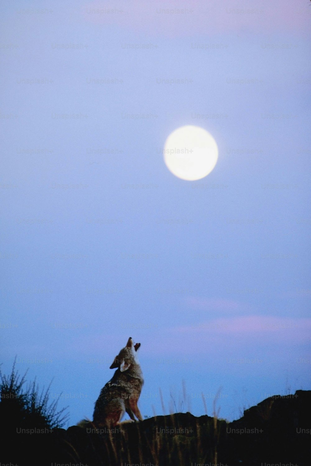 満月の下の丘の上に立つオオカミ