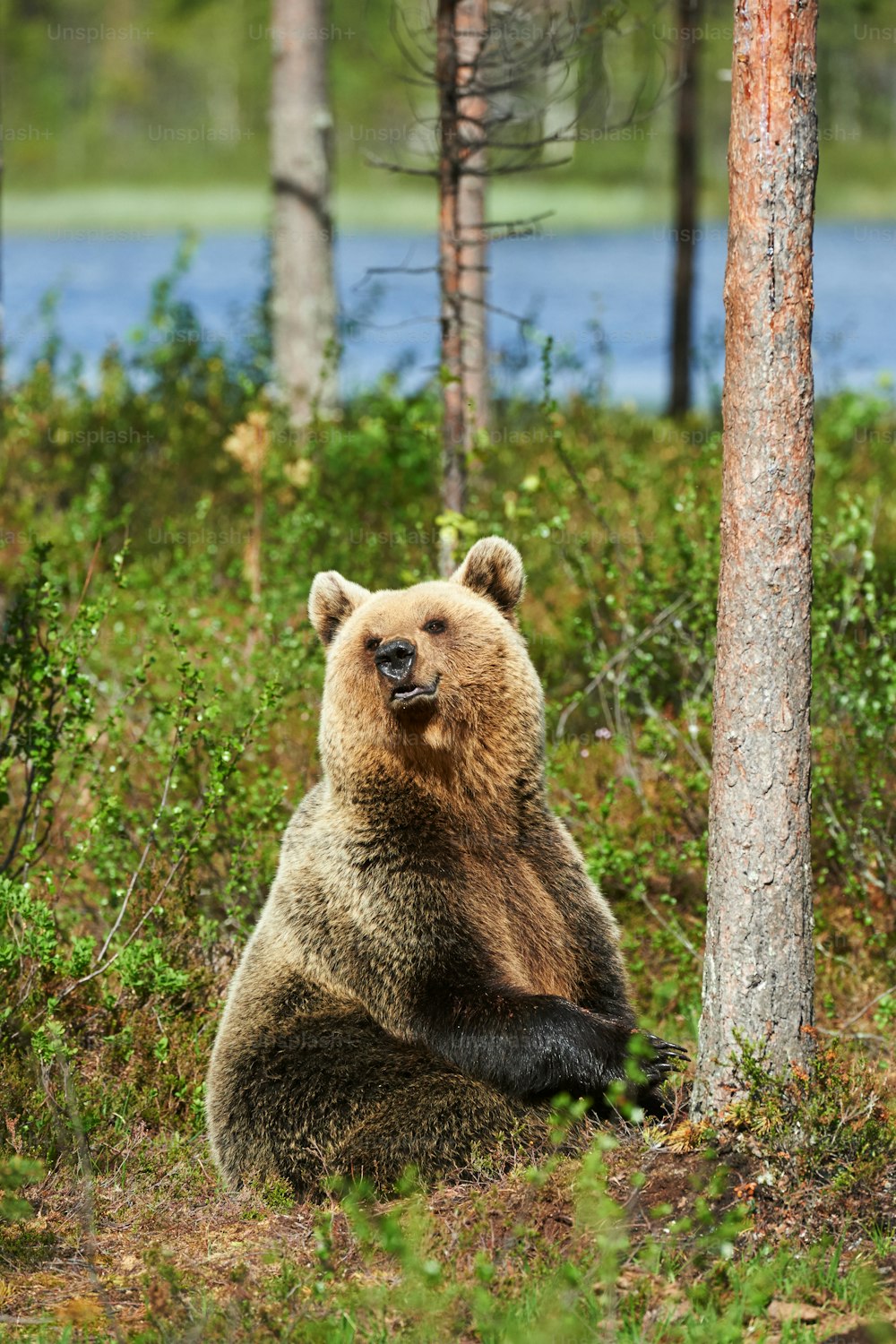 Brown bear sitting in the forest in a bright spring day
