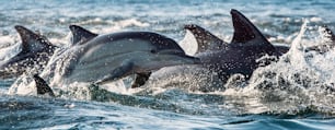 Delfine, Schwimmen im Meer und Fischjagd. Delfine schwimmen und springen aus dem Wasser. Der Gemeine Delfin mit langem Schnabel (wissenschaftlicher Name). Südafrika