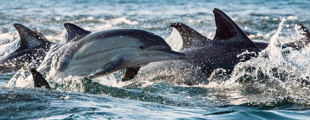 Les dauphins, nageant dans l’océan et chassant les poissons. Les dauphins nagent et sautent hors de l’eau. Le dauphin commun à long bec (nom scientifique). Afrique du Sud