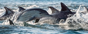 Dolphins, swimming in the ocean and hunting for fish. Dolphins swim and jumping from the water. The Long-beaked common dolphin (scientific name). South Africa