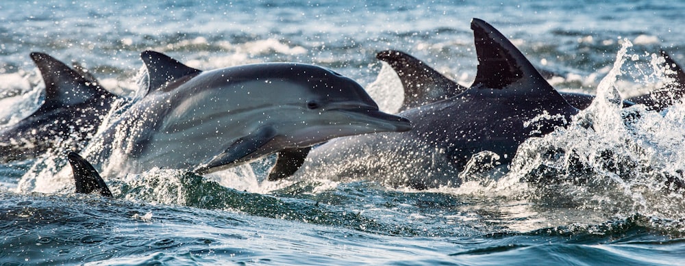 Dolphins, swimming in the ocean and hunting for fish. Dolphins swim and jumping from the water. The Long-beaked common dolphin (scientific name). South Africa