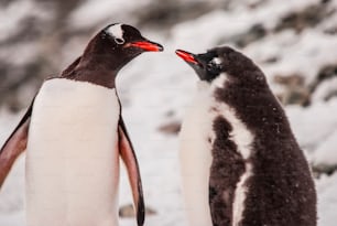 Ein paar Pinguine in der Antarktis.