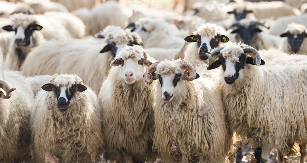 畜産農場、羊の群れ