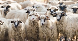 Livestock farm, herd of sheep