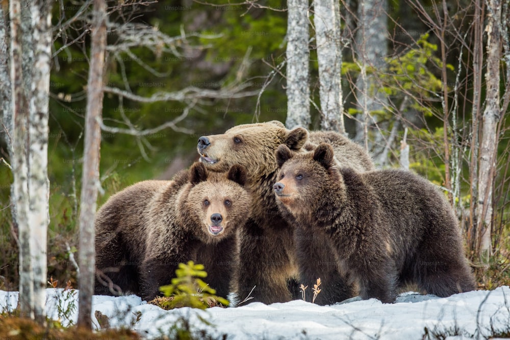 Bärin und Bärenjunge. Adultes Weibchen des Braunbären (Ursus arctos) mit Jungen auf dem Schnee im Frühlingswald.