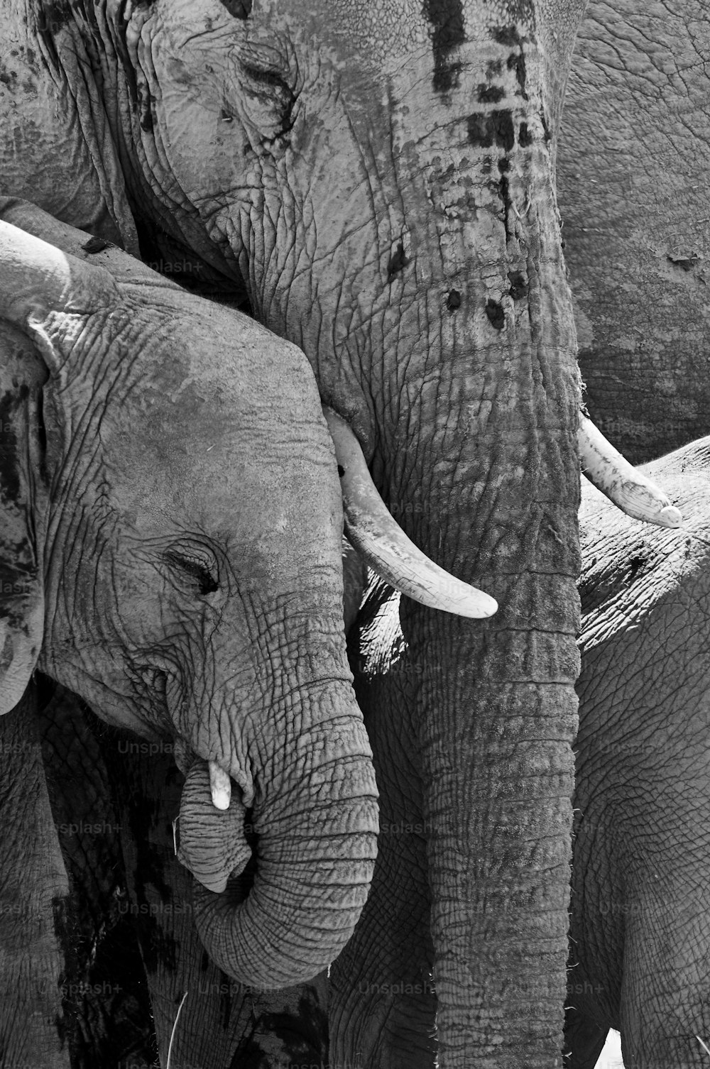 Portrait of a baby elephant that takes his trunk in mouth photographed with his mom