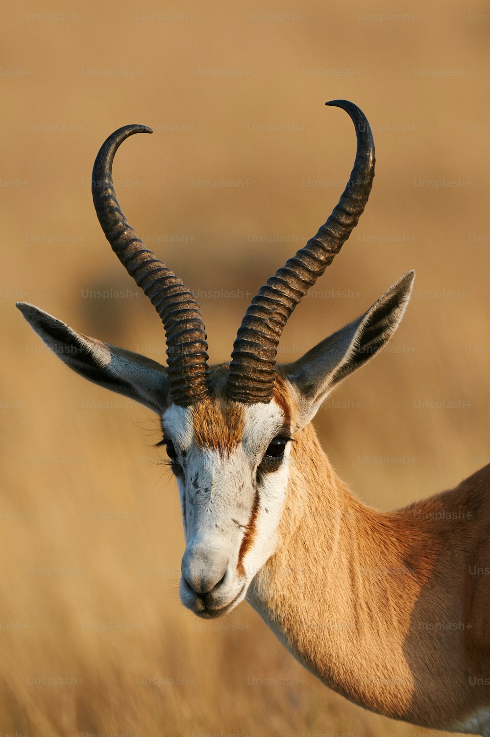 Portrait d’un Springbok avec de belles cornes photographié en Namibie