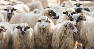 Azienda zootecnica, gregge di pecore