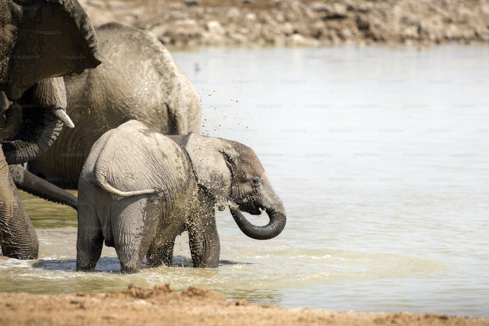 Elephant at the Okaukuejo water hole