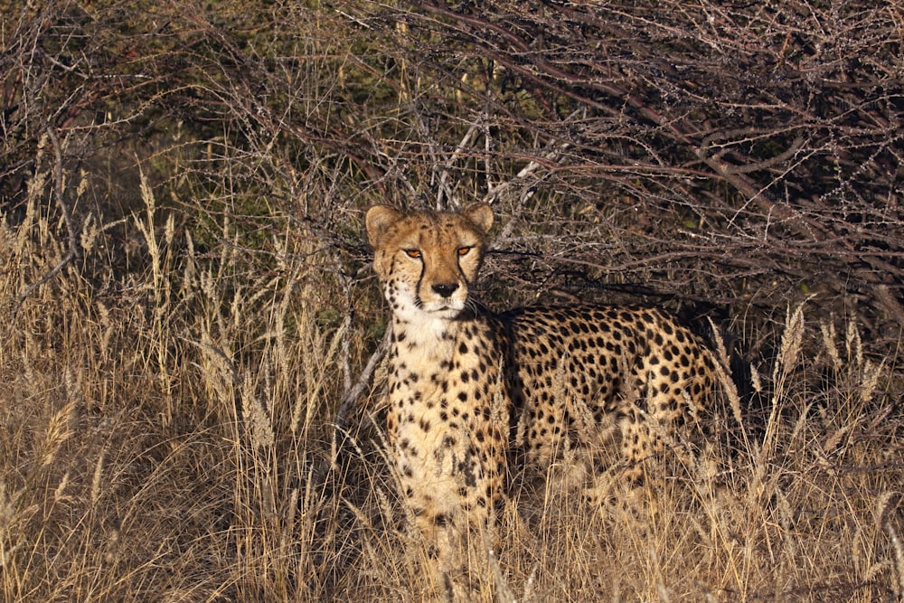 Cheetah hunting for prey