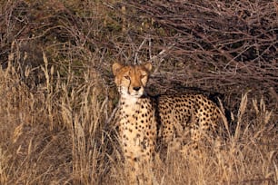 Cheetah hunting for prey