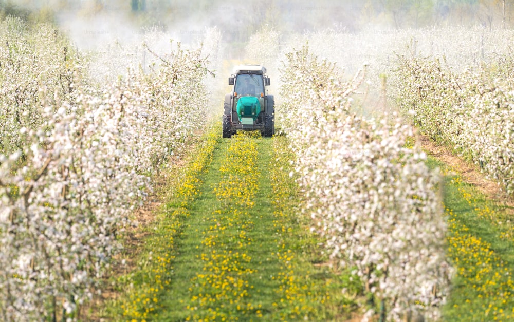 Tractor sprays insecticide in apple orchard