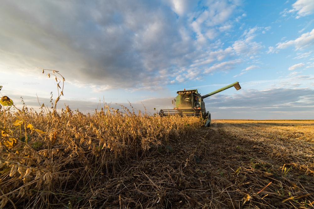 Harvesting of soybean field with combine