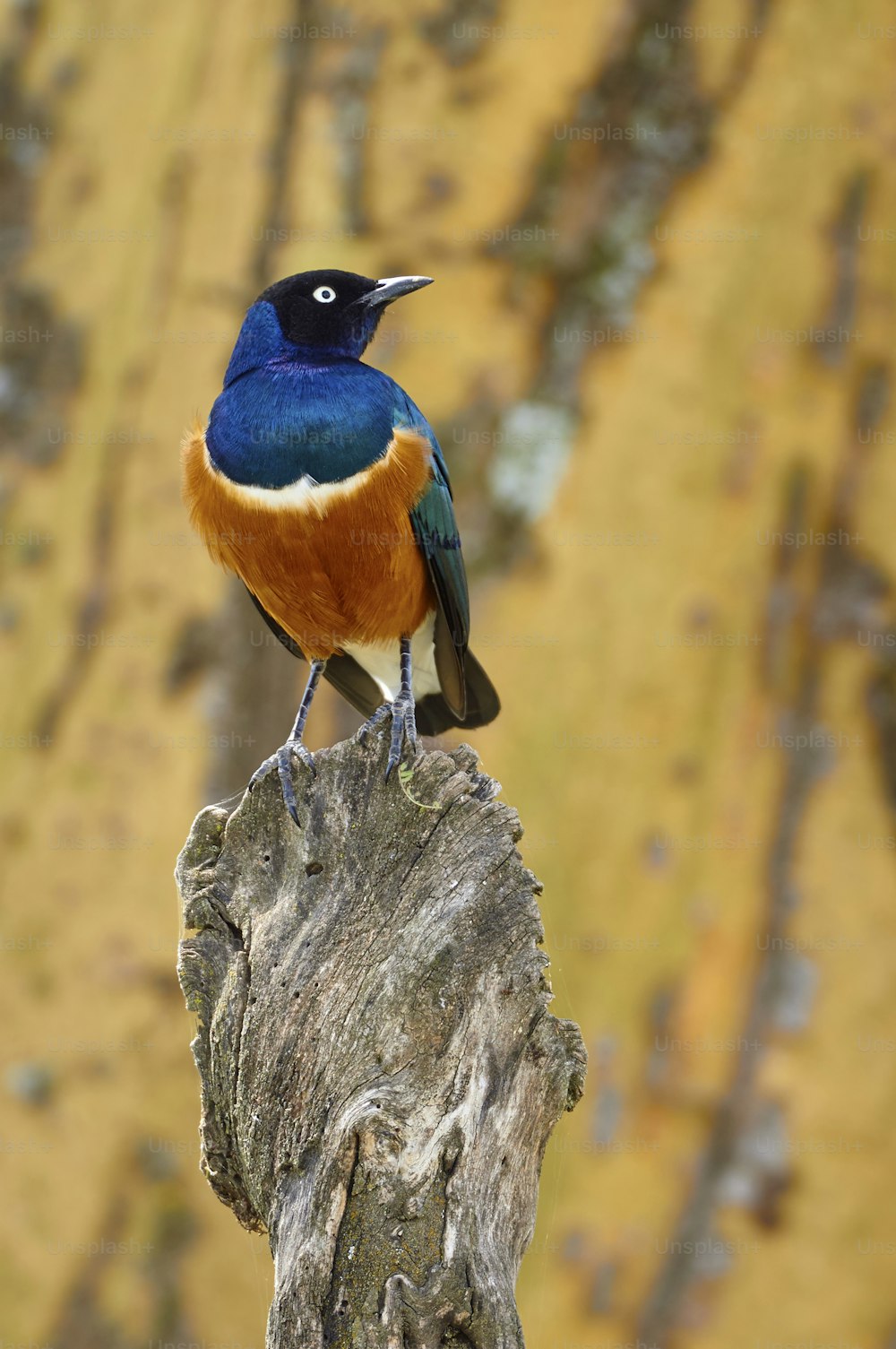 Superb starling resting on a piece of wood in a national park in Kenya