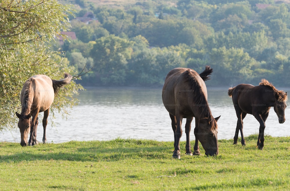 Horses on a summer pasture