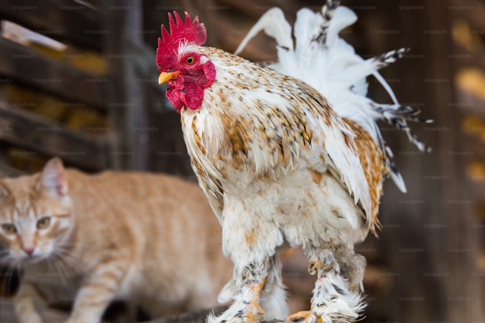 cat and rooster on the farm