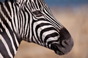 Primo piano della testa delle zebre