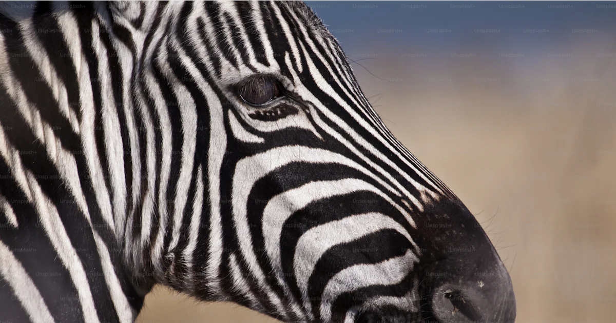 Close up of zebras head photo – Feeding Image on Unsplash