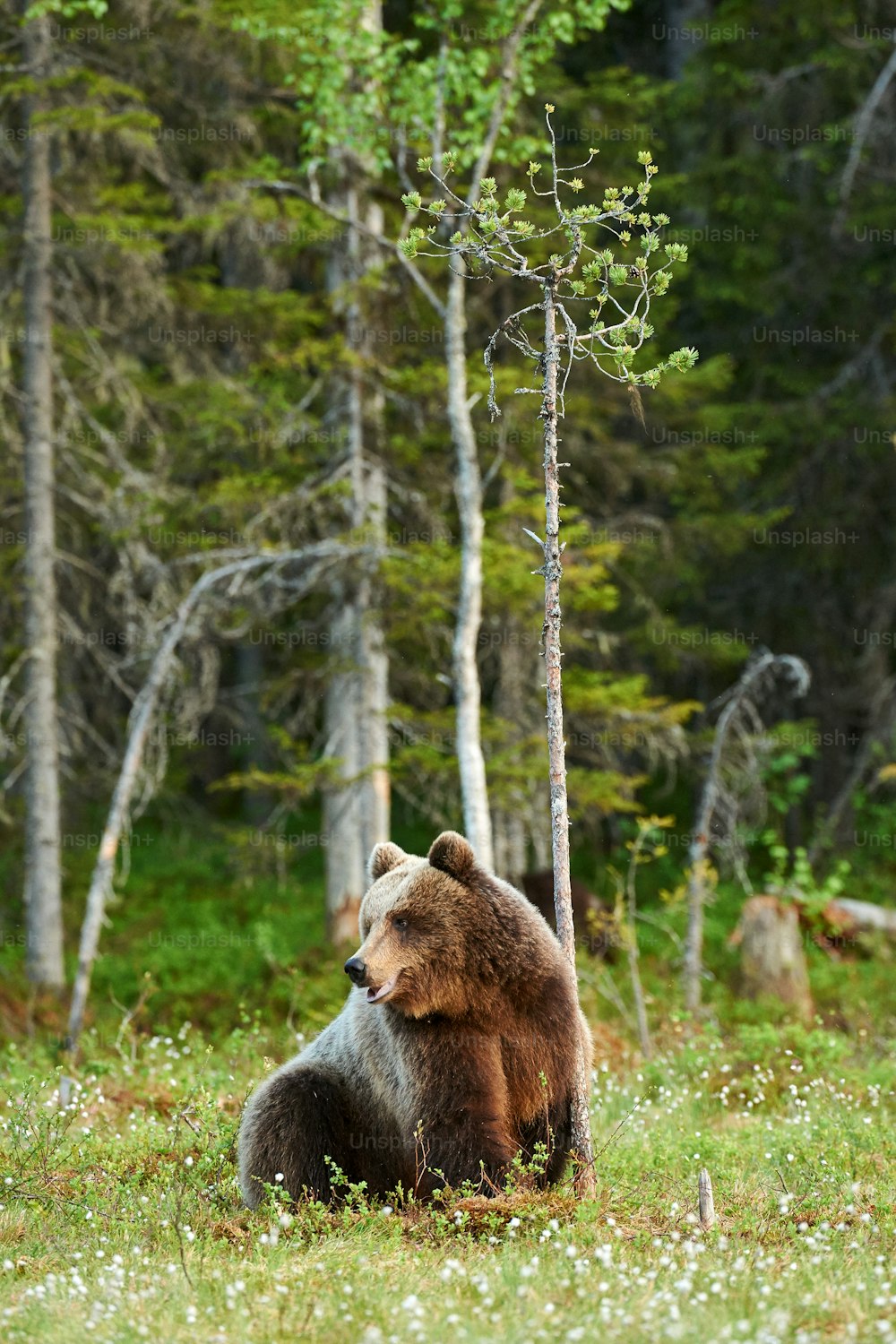 Urso pardo selvagem que caminha na taiga finlandesa verde