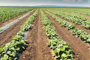 Young fresh cucumber plantation - cultivation of cucumbers in fields, growing organic vegetables