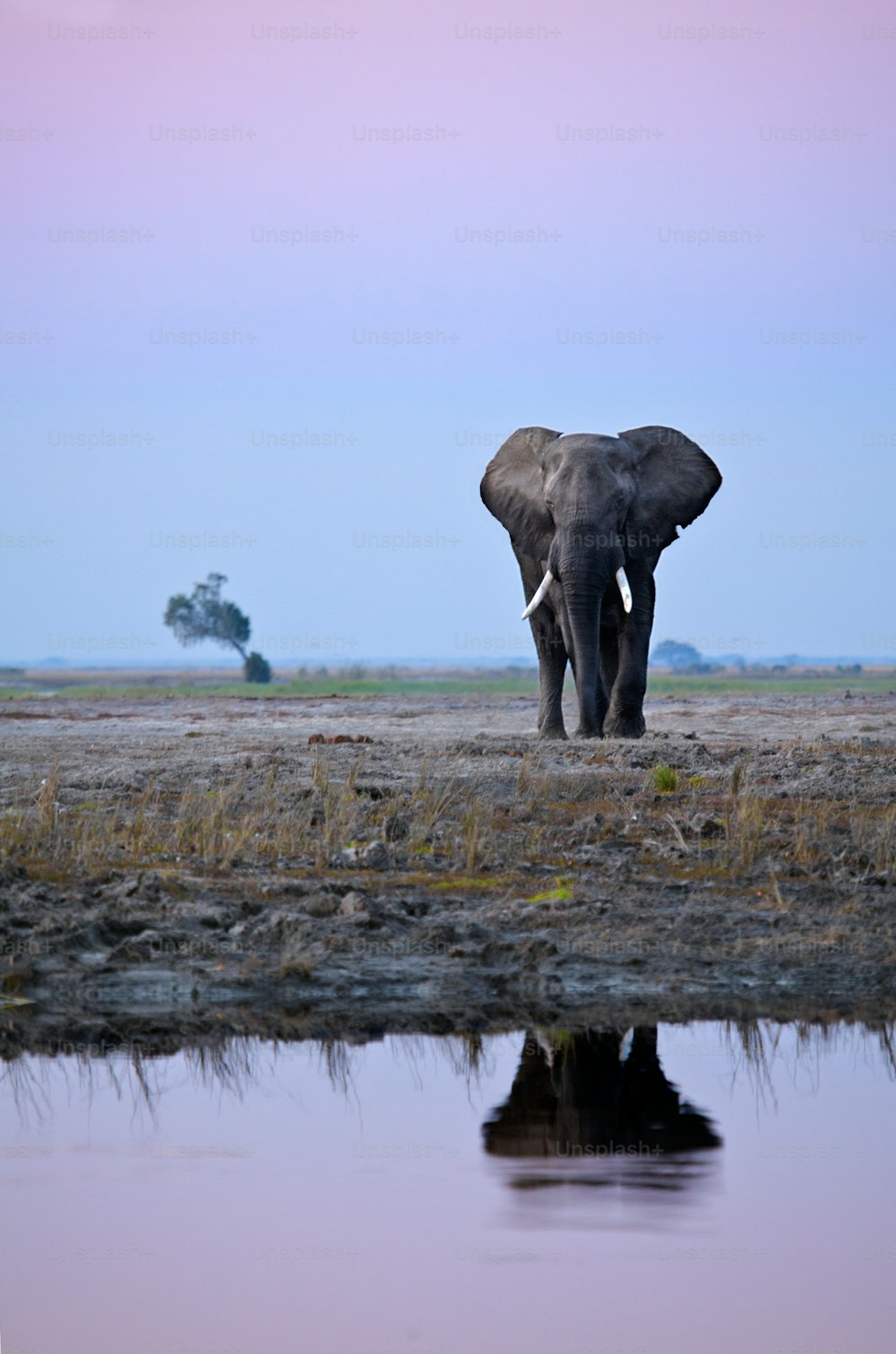 Bull Elephant