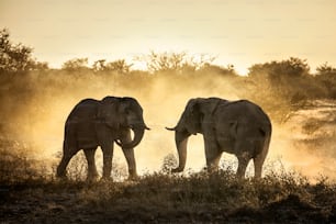 두 마리의 코끼리가 오후 먼지 속에서 싸운다