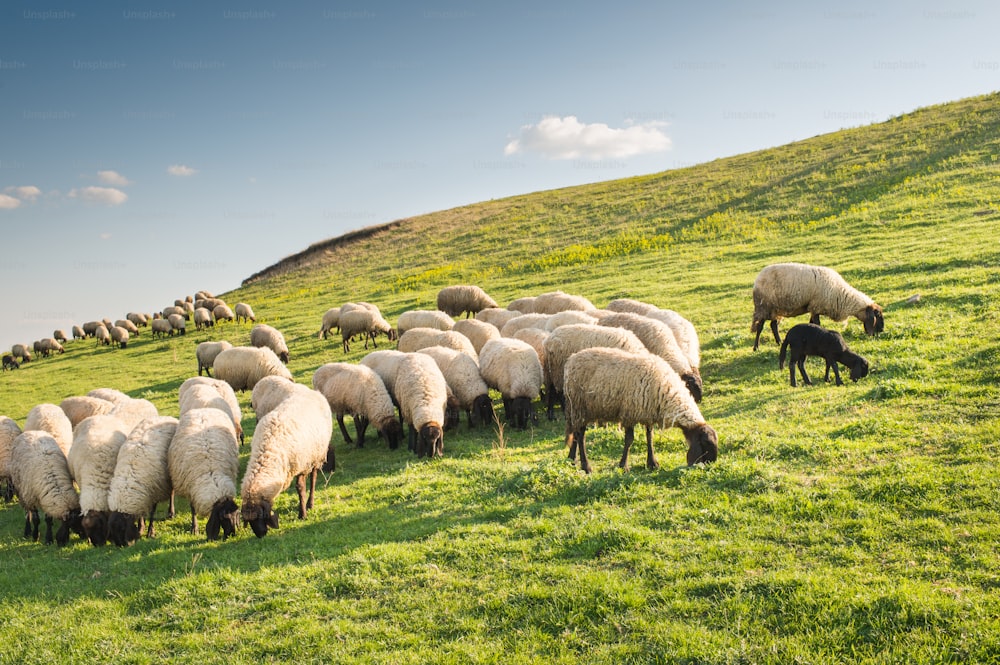 Flock of sheep grazing in a hill at sunset.